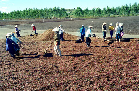 Sản xuất cà phê bền vững - Lời thuyết phục từ thực tiễn